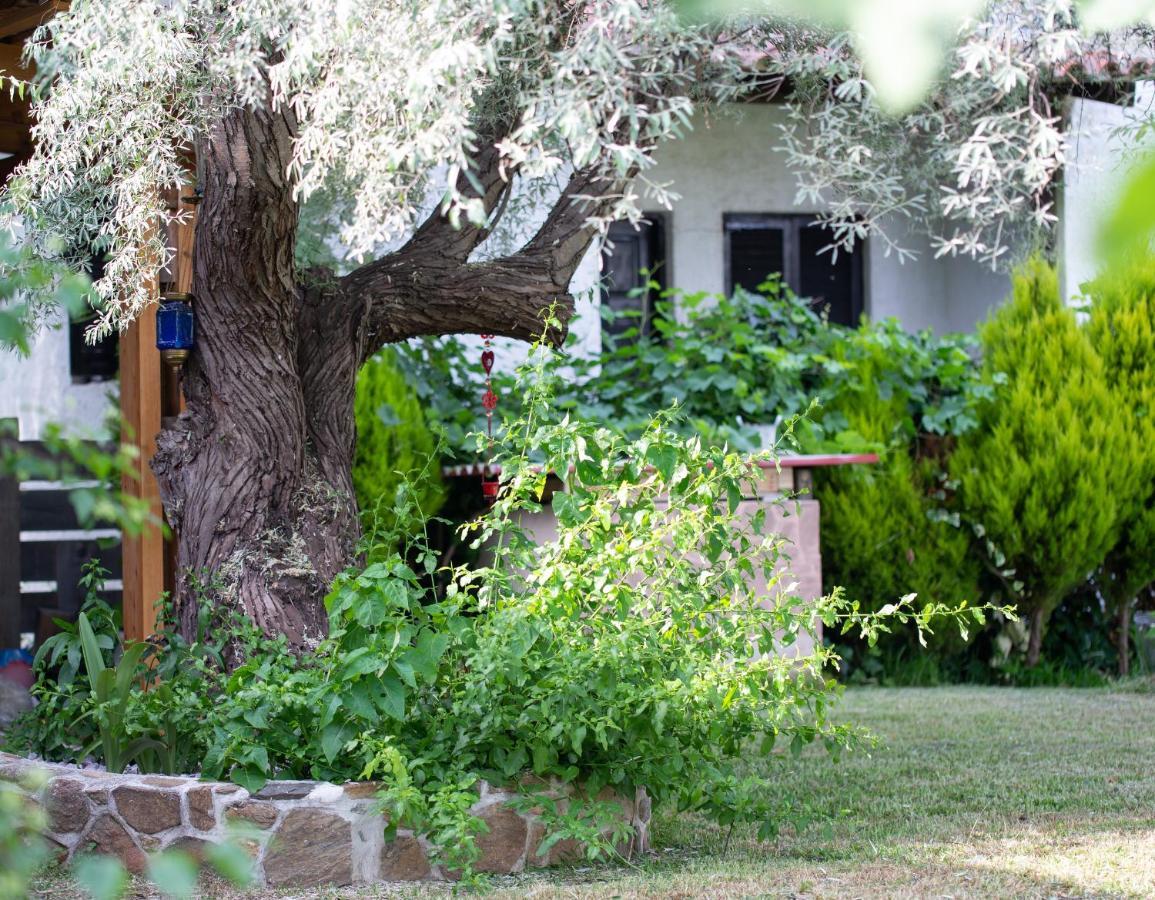 Villa Menie - Golden Fig Sykia Lodge Paralia Sikias 외부 사진